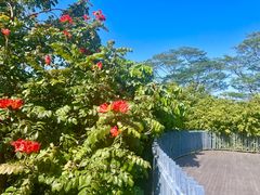 -深圳仙湖植物园