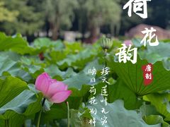 -陈家山荷花公园