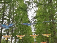 -黄海国家森林公园