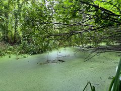 -溱湖国家湿地公园