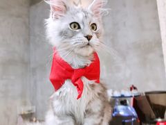 -十年猫舍·猫咪专门店(普陀店)