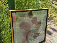 -合肥滨湖国家森林公园