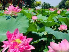 -广州莲花山旅游区