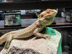 -帕帕拉兹宠物(亚洲旗舰店)