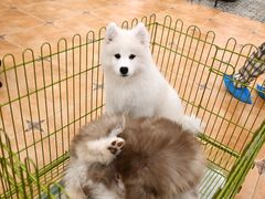 -Let's go狗咖·猫咖·奶狗·桌游(春熙路IFS店)