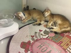 -糯米喵星人·撸猫猫舍咖啡馆(西市场嘉华店)