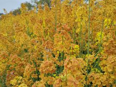 -三圣花乡旅游区