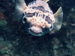 -太平洋海底世界