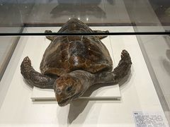 -青岛贝壳博物馆