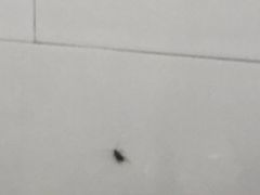 -东街钟楼肉粽(总店)