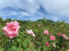 -亚龙湾国际玫瑰谷