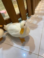-Moni星球萌宠·小马宝莉·灵蛇·高端高阶全萌宠互动体验俱乐部(红豆国际广场店)