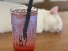 -猫小主咖啡·猫咖cat cafe(福田店)