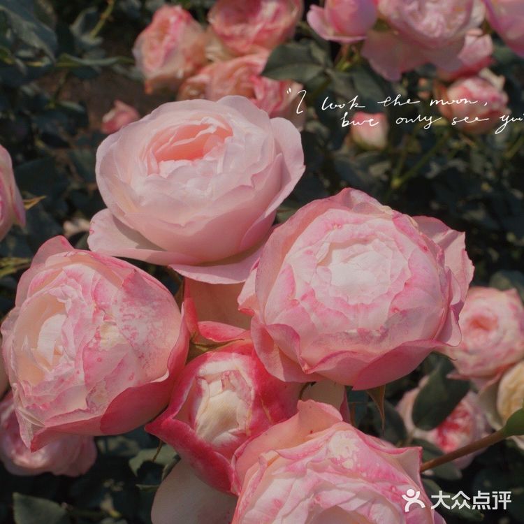 深圳花海公园⛲️|如油画般的月季花悄悄开了🌹