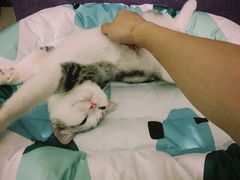 -lincat·猫舍(广州店)