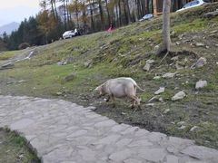 -硗碛藏寨·神木垒景区