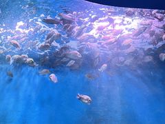 -欢乐海岸海洋奇梦馆
