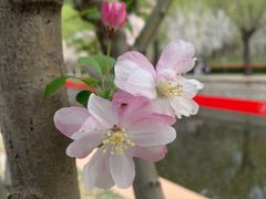 -海棠花溪(元大都城垣遗址公园)