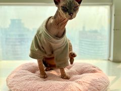 -共舞时光猫咖·狗咖(新街口店)