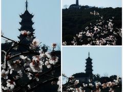-苏州上方山国家森林公园