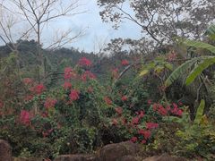 -海南热带雨林国家公园吊罗山景区