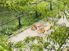 -大连森林动物园