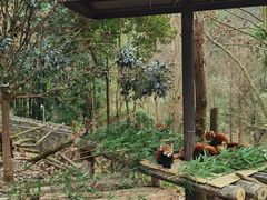-都江堰中华大熊猫苑