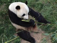 -原山国家森林公园