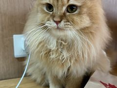 -MOCHA明星猫咖(田子坊店)