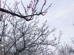 -香雪海
