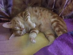 -彩虹桥宠物火化殡葬善终服务(金乐大厦店)