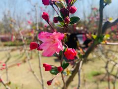 -上海长兴岛郊野公园