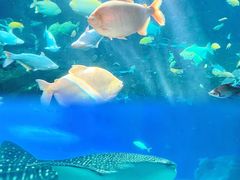 -珠海长隆海洋王国