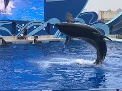 -上海海昌海洋公园
