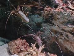 -暹罗海洋世界
