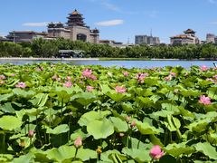 -莲花池公园