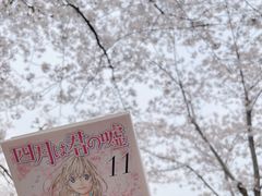 -顾村公园