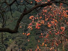 -丹山赤水风景名胜区