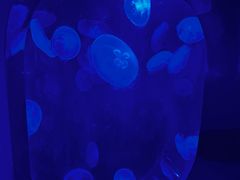 -凯莉-塔尔敦海洋生物水族馆