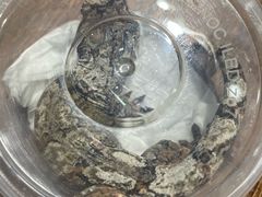 -酷以爬仙阁实体爬宠店·守宫·蜥蜴·专业繁育