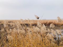 -野鸭湖国家湿地公园