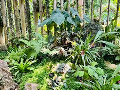 -中国科学院西双版纳热带植物园