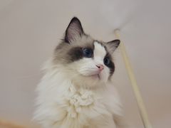 -滚猫咖啡·猫咖·猫友好撸猫(未来城店)