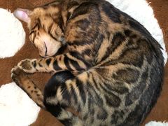 -李小姐の猫咖啡馆(五角场店)
