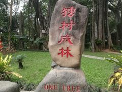 -瑞丽独树成林风景区