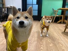 -猫色咖啡·猫咖