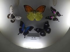 -上海大自然野生昆虫馆