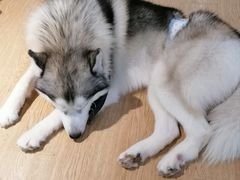 -Husky Go! 哈士奇体验馆·宠物咖啡厅狗咖