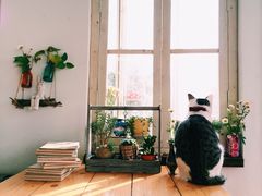 iphone_upload_pic-海边的猫和咖啡馆