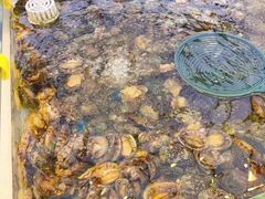 -集品鲜湾·蒸汽海鲜自助料理(青岛银座和谐广场店)
